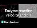 Enzyme Activity and pH Levels