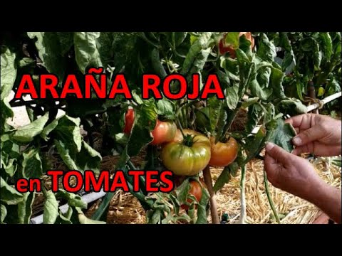 Araña Roja en Tomates y demás Cultivos | Cómo Identificar, Prevenir y Eliminar