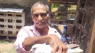 PARAVA LOFT VISIT ശ്രീധരൻ ആശാൻ #parava #paravapigeon