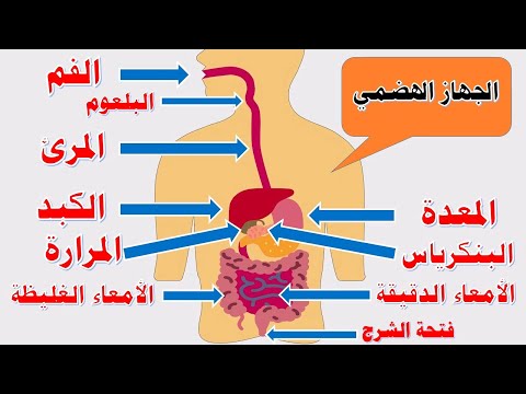 الجهاز الهضمي للإنسان - فيديو يوضح مراحل عملية الهضم - شرح مناسب للأطفال بالصور والرسوم المتحركة