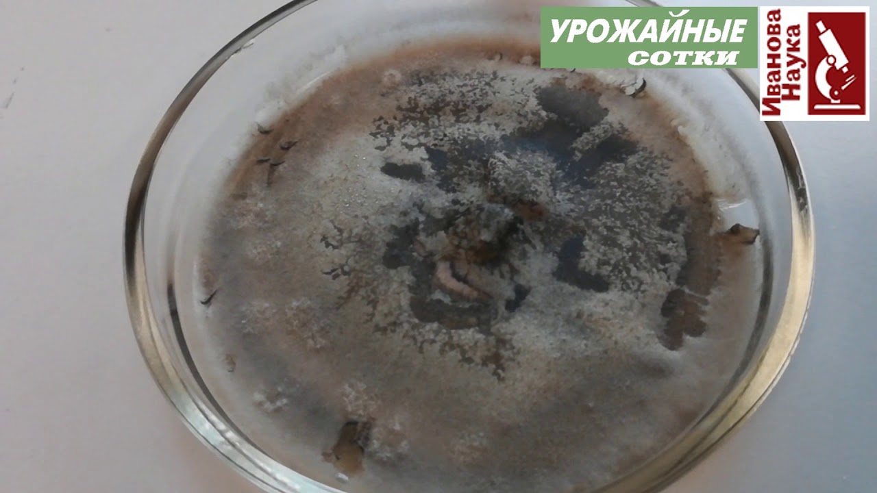 Аспергиллез опасное заболевание! Берегите урожай от этого грибка!