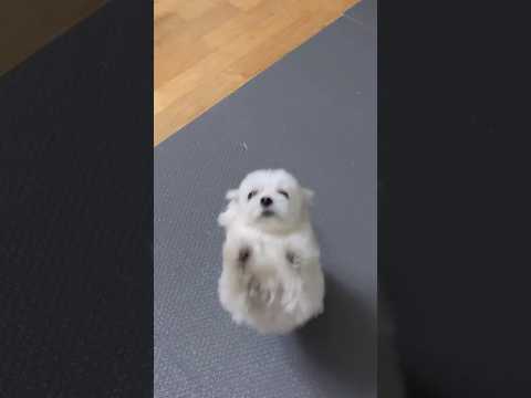 말티즈가 반겨줄때