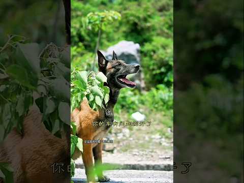Anjing menyelamatkan sopir truk #shorts