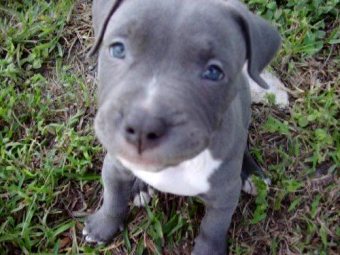 Pitbull Puppies For Sale Jackson Tennessee 01 2022