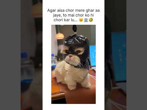 Cute cat becomes a robber 🐱💥🤣 #cute #pets #cats
