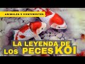 Curiosidades del Pez Koi
