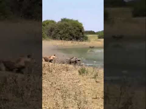 Lion chasing warthog for food #lion #warthogs #safari #africa #zimbabwe video by Deteema Springs