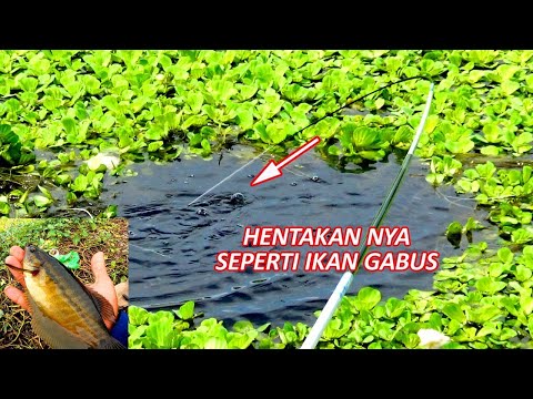 INI DIA SPOT MANCING IKAN SEPAT SIAM BABON - + SEUKURAN SANDAL JEPIT !
