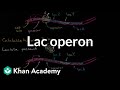 Understanding the Lac Operon