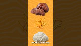 #Reishi, #Cordyceps, & #LionsMane: The Ultimate Sleep Trio!