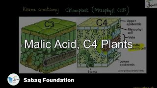 Malic Acid, C4 plants with Kranz Anatomy
