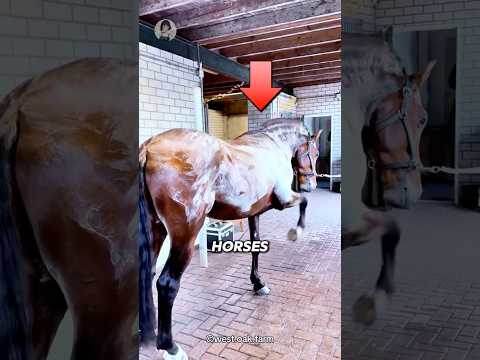 MIND-BLOWING Horse Sweat Secrets You Never Knew