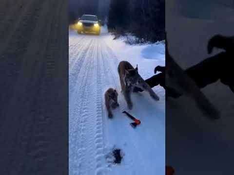 Volunteer Frees Frozen Lynx Cub โ Mother Lunges from Forest