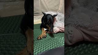 キャンプにテンション爆上がり！昼寝を忘れたドーベルマンの末路 #ドーベルマン #キャンプ