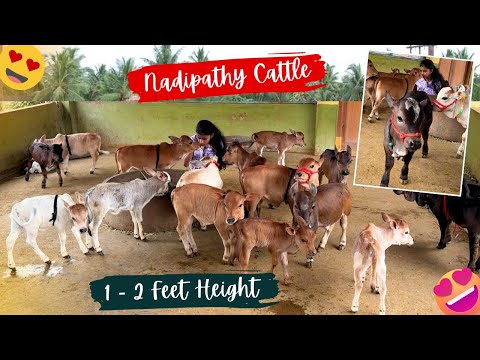 Nadipathy Goshala - Home Of Mini, Micro, Nadipathy Nano Breeds |Shortest Cows Breed |01- 02Feet Cows