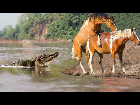 Bloodthirsty Crocodile Attacks Wild Horses Mating Near The Riverbank And What Happens Next?