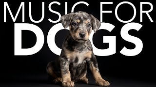 10 HOURS of Dog Relaxing Music 💖🦮 Relaxing Music to Calm Your Dog Instantly