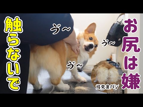 絶対にお尻を触られたくないコーギーのバリカン任務！
