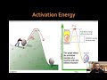 Enzymes and Their Functions