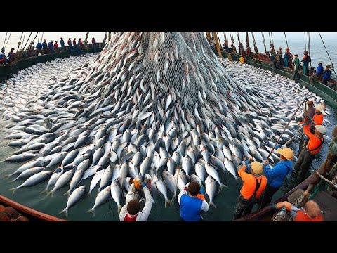 Hundreds of Tons of Cod Every Day - Norway’s Fishing Powerhouse in Alaska!