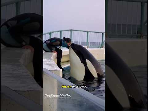 Ikatan antara Orca dan Pelatih #animals #shortvideo #shorts #orca #viral #short #sad