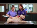 Pet Vital Signs Assessment