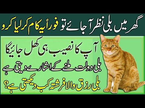 Ghar Mein Billi Nazar Ajaye Tou | Foran Ye Kam Liya Karo | How Is A Cat Reared In House?