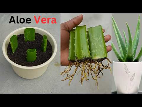 How to propagate aloe vera tree from leaf cuttings "" Grow ALOE VERA""