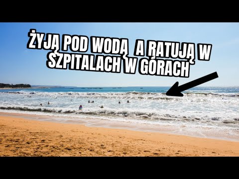 Te zwierzęta uratują życie każdemu człowiekowi