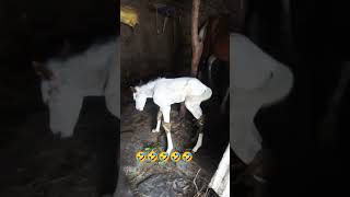 😂😂😂😂😂😂😂