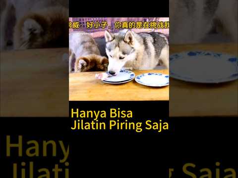 Doggy Pun Punya Hati Nurani !