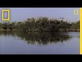 Interactions Between Egrets and Alligators