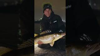 ЛУЧШИЙ ЦВЕТ ПО СУДАКУ! Рыбалка на финском ночью.