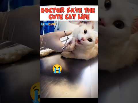 Cute cat Cute videos! Cute cat videos for cat lover! #cat #cutecat #catvideos #biral #catlover #cats