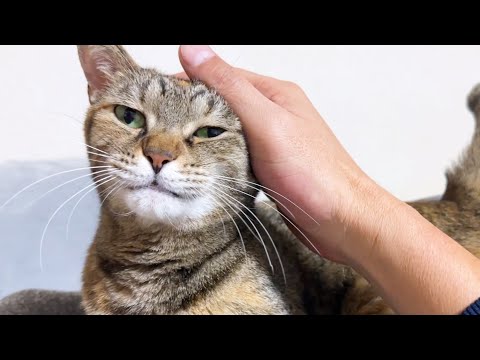 意思の疎通ができる！？飼い主とお話するそれぞれの猫たちがかわいい