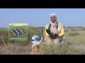Kuwait's Arfaj Plant and Its Uses