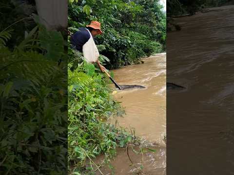 Fishing in a flooded river #fishing #amazing #shorts