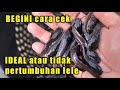 Kuis Pertumbuhan Ikan Lele