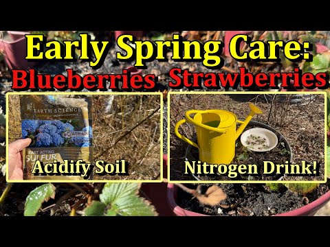 Acidifying Blueberry Soil and Spring Strawberry Care & Fertilizing (March/April Garden Chores)