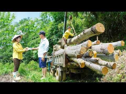Harvesting Multi-Year-Old Xoan Wood - Logging & Transporting Wood From Farm _My Bushcraft / Nhất