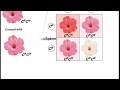 Phenotypic Ratios in Flower Genetics