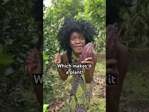 Is chocolate ? really a SALAD? #shorts #short #shortsvideo #viral #funny #humor #foodie #food #lol