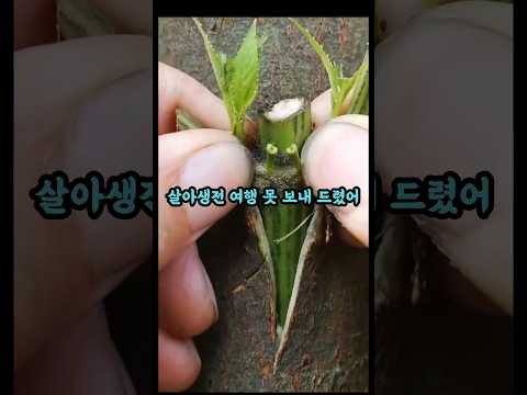 우리 집 제사 없앤 방법