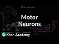 Exploring Motor Neurons and Muscle Cell Interaction