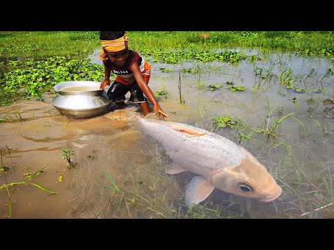 Amazing Boy Catching Fish By Hand | Traditional Little Catching Big Fish By Hand in Mud Water