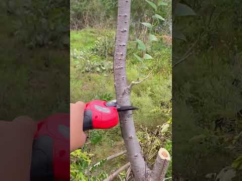 Amazing Electric Pruning Shears #shorts