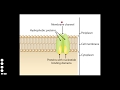 ATP and ABC Transporters Concepts