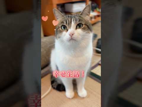 お家猫に生まれて幸せだにゃ😽❤️ #猫のいる暮らし #ねこ動画 #ねこ部 #猫好きさんと繋がりたい #保護猫 # #cat #munchkin #shorts