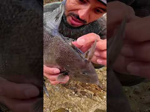 سر من اسرار سمك الحلوف 🐠 #stofishing #بحر #fishing #اكسبلور