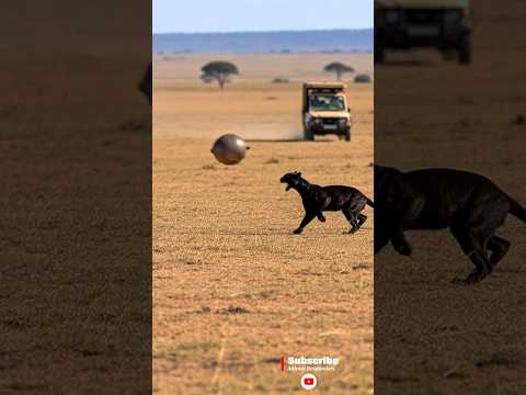 퓨마 vs 아르마딜로 ; Puma vs Armadillo 🐆🐾